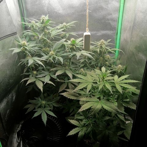 Edith growlog timeline photo