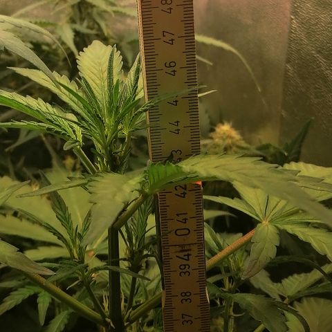 Edith growlog timeline photo