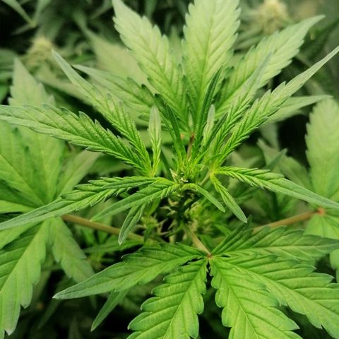 Edith growlog timeline photo