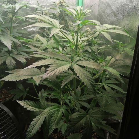 Edith growlog timeline photo