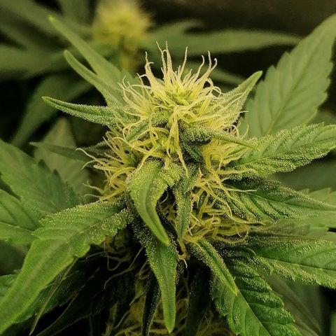 Justine growlog timeline photo