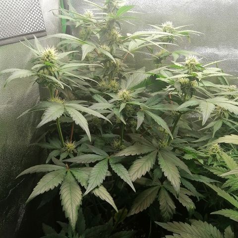 Justine growlog timeline photo