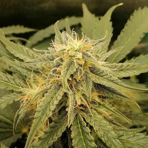 Ankhiale growlog timeline photo