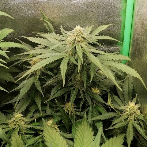 Ankhiale growlog timeline photo