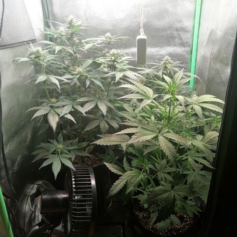 Edith growlog timeline photo
