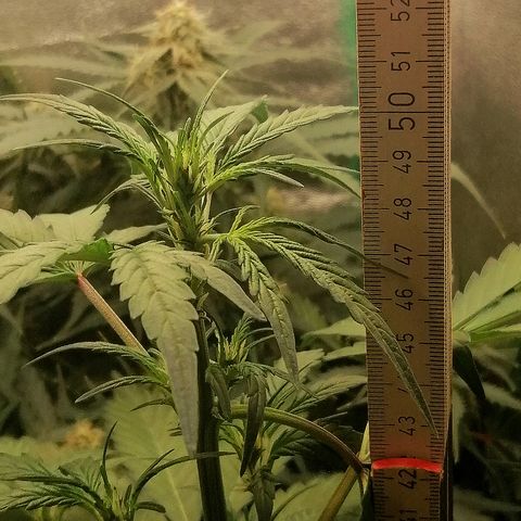 Edith growlog timeline photo