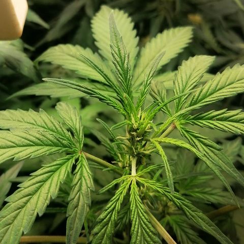 Edith growlog timeline photo