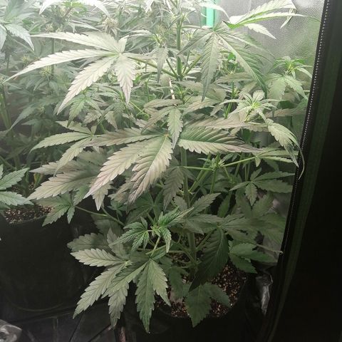 Edith growlog timeline photo