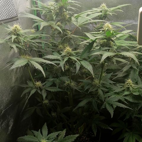 Justine growlog timeline photo