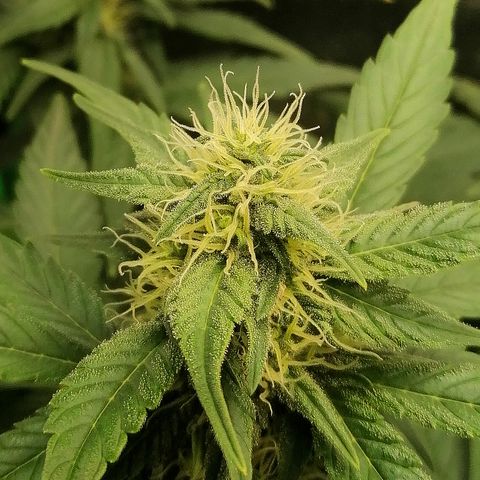 Justine growlog timeline photo