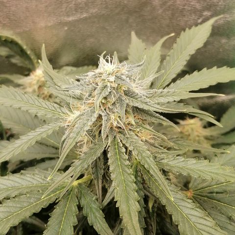 Ankhiale growlog timeline photo