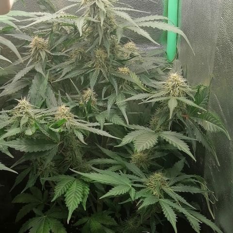Ankhiale growlog timeline photo