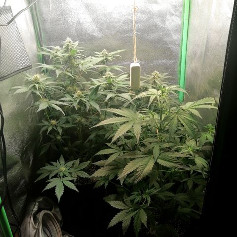 Edith growlog timeline photo
