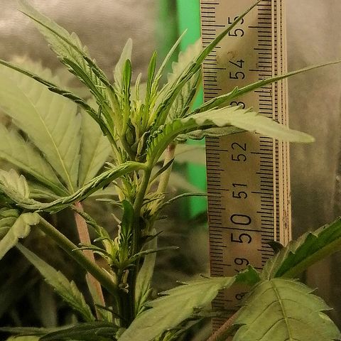 Edith growlog timeline photo