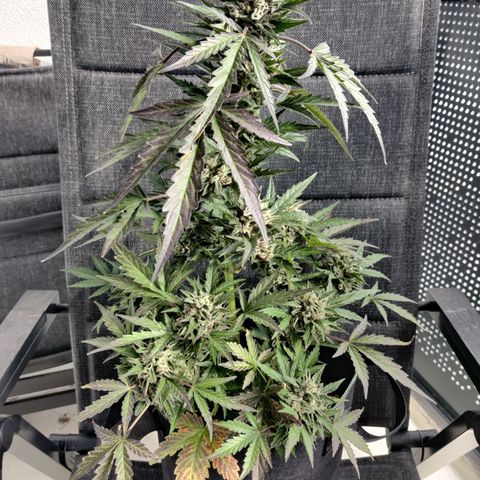 Sagata growlog timeline photo