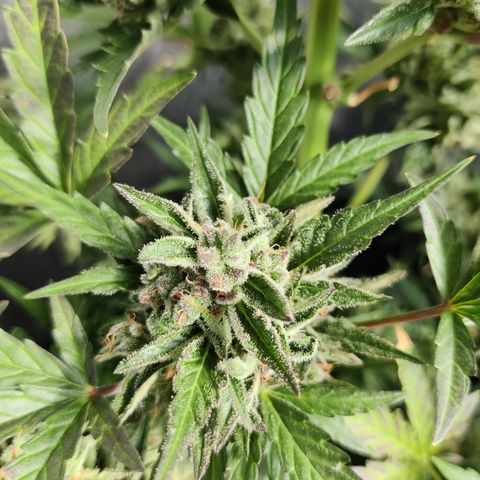 Sagata growlog timeline photo