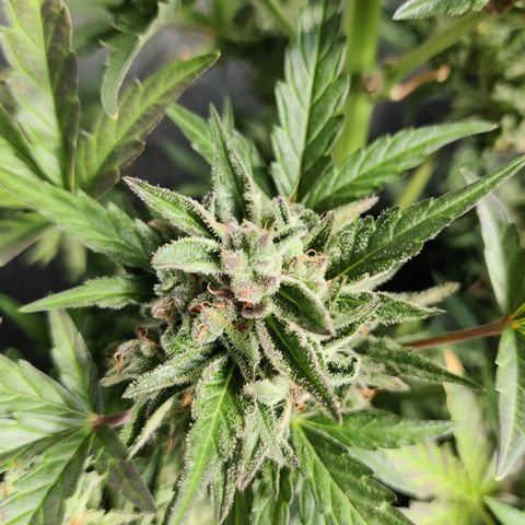 Sagata growlog timeline photo