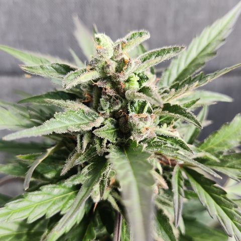 Sagata growlog timeline photo
