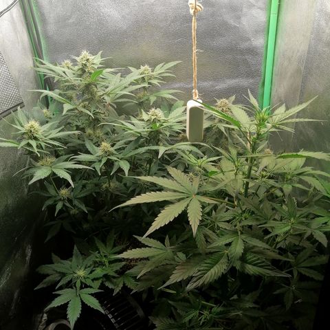 Edith growlog timeline photo