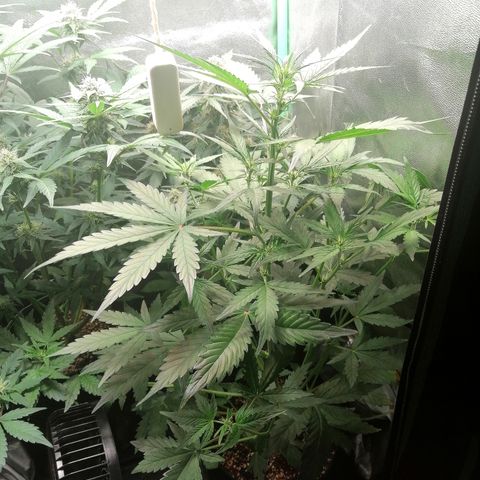 Edith growlog timeline photo