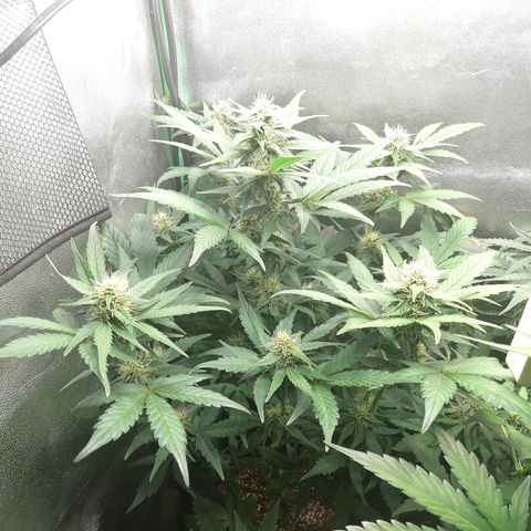 Justine growlog timeline photo