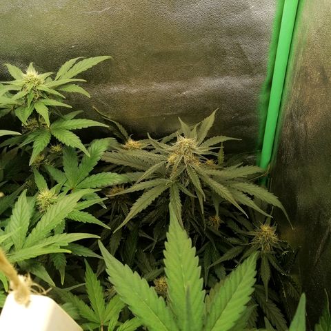 Ankhiale growlog timeline photo