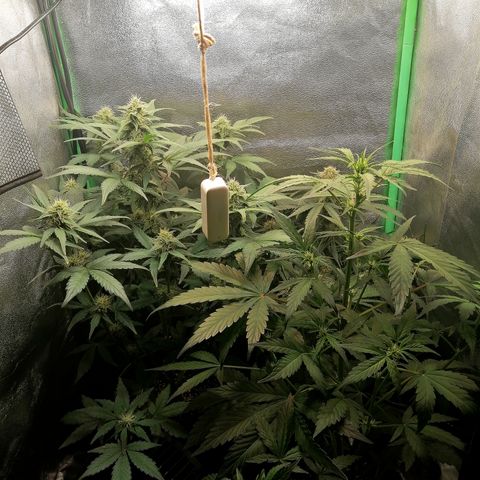 Edith growlog timeline photo
