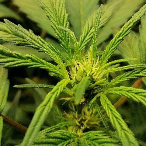 Edith growlog timeline photo