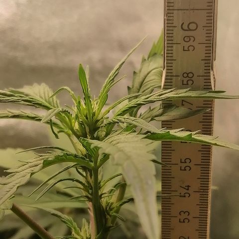 Edith growlog timeline photo