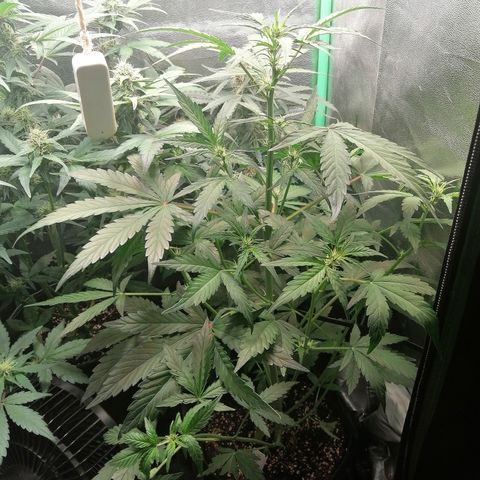Edith growlog timeline photo