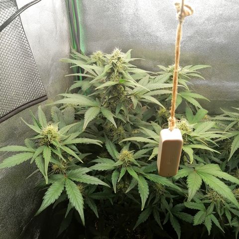 Justine growlog timeline photo