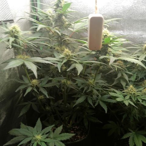 Justine growlog timeline photo