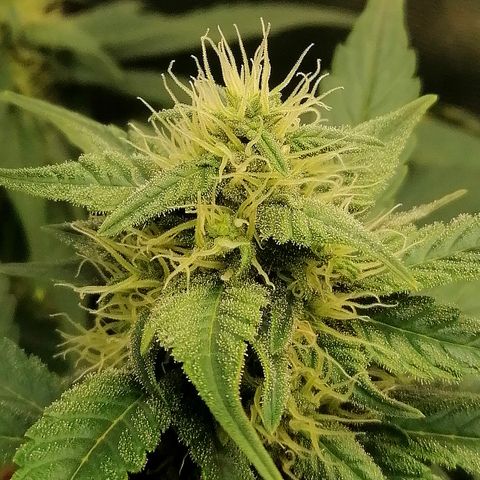 Justine growlog timeline photo