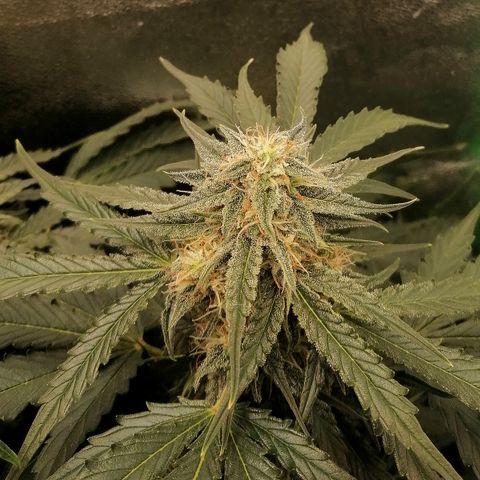 Ankhiale growlog timeline photo