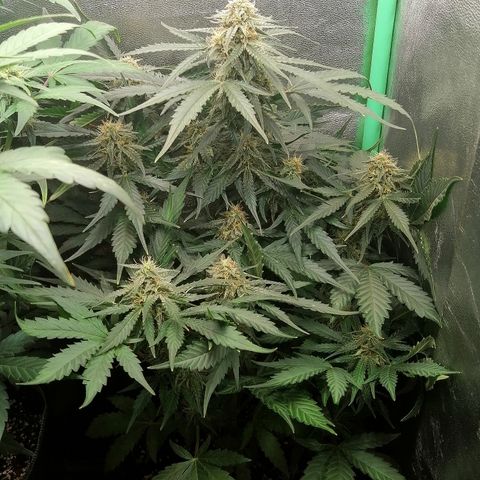 Ankhiale growlog timeline photo