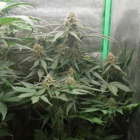 Ankhiale growlog timeline photo