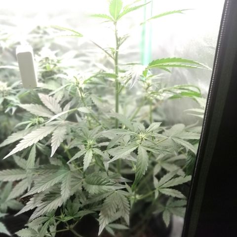 Edith growlog timeline photo