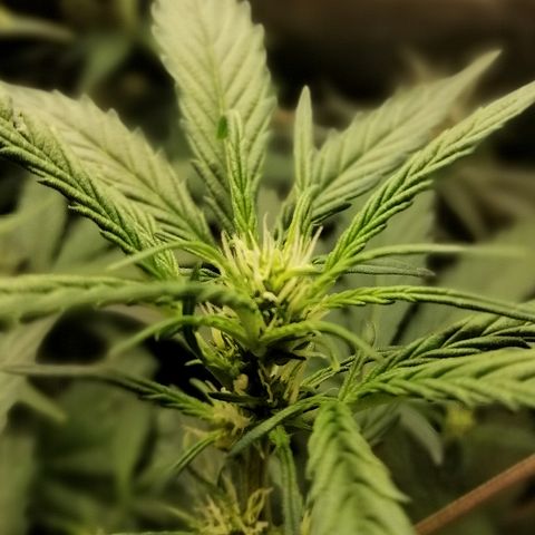 Edith growlog timeline photo