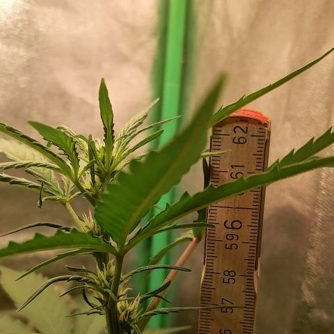 Edith growlog timeline photo
