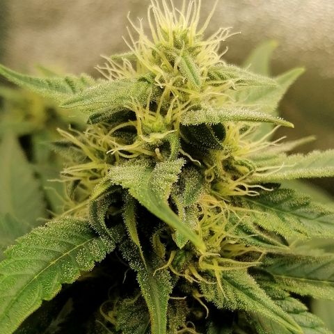 Justine growlog timeline photo