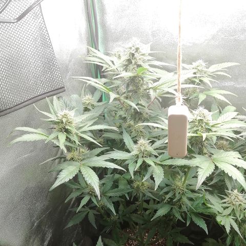 Justine growlog timeline photo