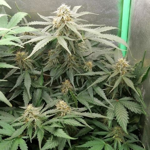 Ankhiale growlog timeline photo