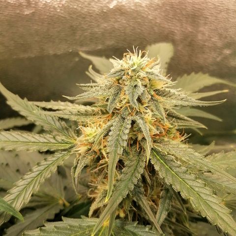 Ankhiale growlog timeline photo