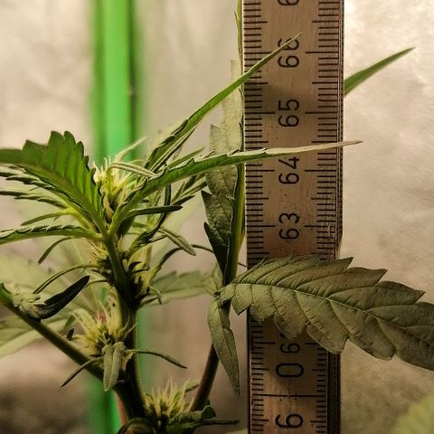 Edith growlog timeline photo