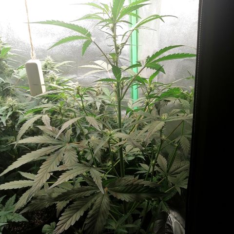 Edith growlog timeline photo