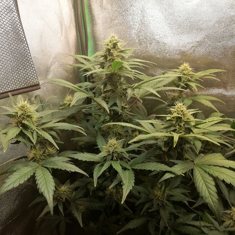 Justine growlog timeline photo