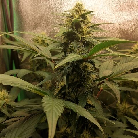 Justine growlog timeline photo