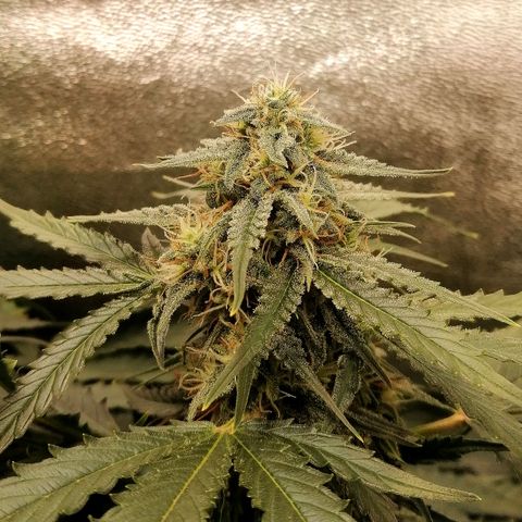 Ankhiale growlog timeline photo
