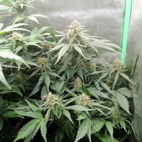 Ankhiale growlog timeline photo