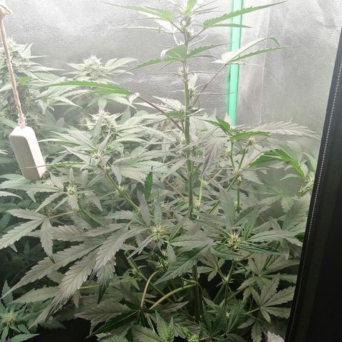 Edith growlog timeline photo